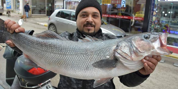 Sinop'ta dev levrek avlandı! Toplam 19 kilo