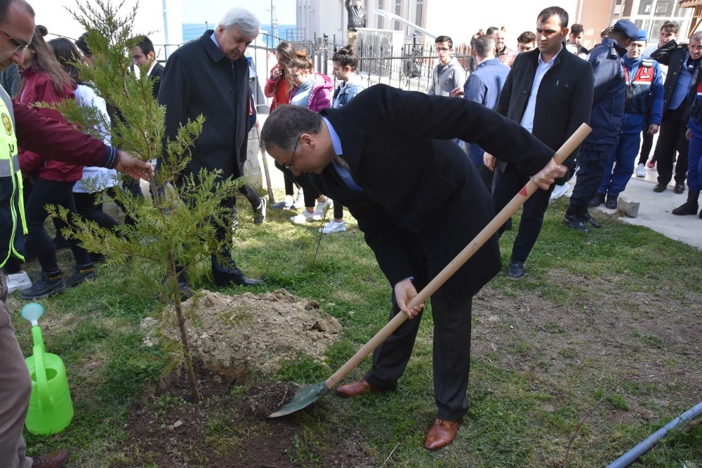 Sinop’ta fidan dikimi 
