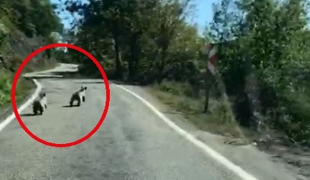 Sinop'ta güpegündüz böyle görüntülendiler