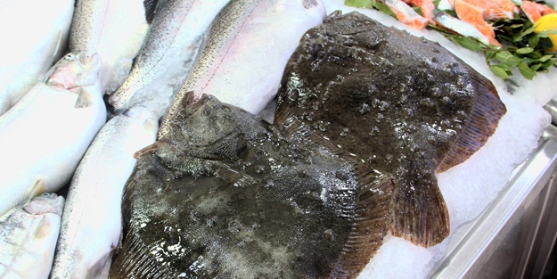 Sinop'ta kalkan balığının kilosu düştü