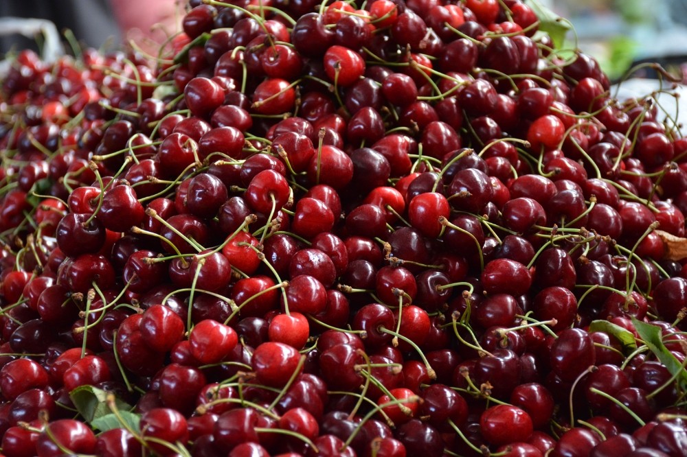 Sinop’ta kiraz hasadı başladı 
