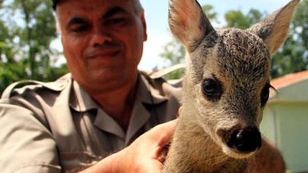 Sinop'ta köpeklerin saldırdığı karaca yavrusuna Bakanlık sahip çıktı