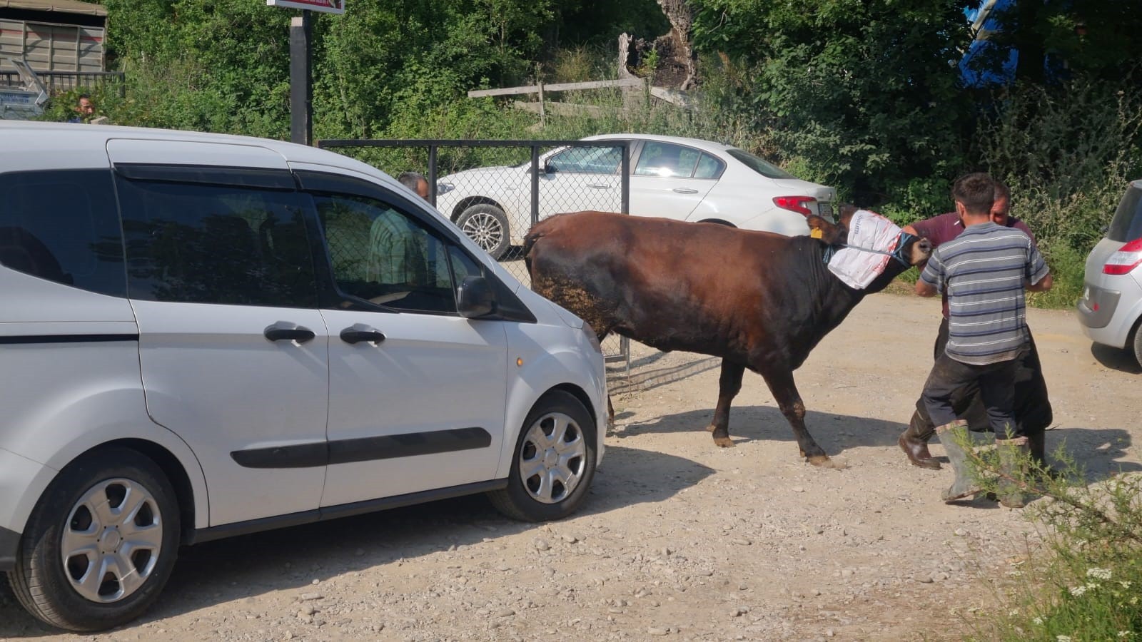 Sinop'ta kurbanlık kaçtı, köyde kısa süreli panik yaşandı