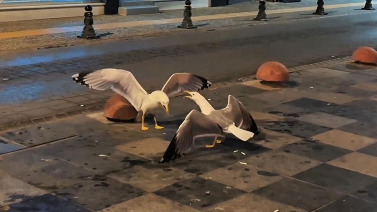 Sinop’ta martıların kavgası güldürdü