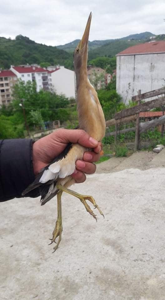 Sinop’ta nesli tükenmekte olan balaban kuşu bulundu 