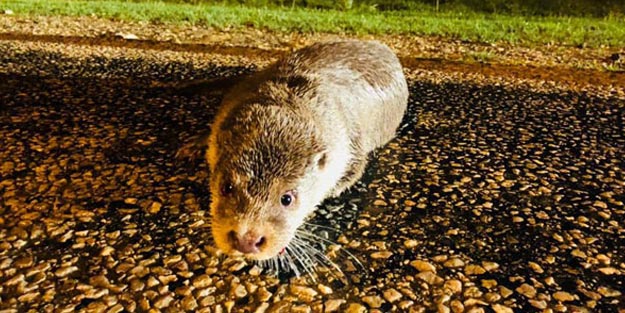 Sinop'ta nesli tükenmekte olan su samuru ilk kez görüntülendi