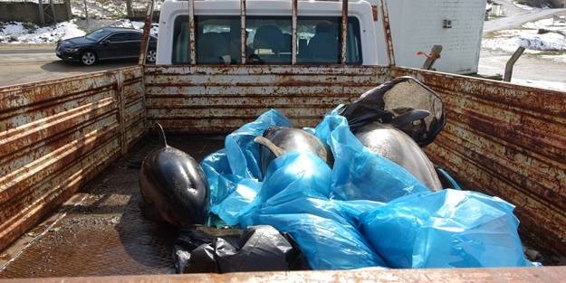 Sinop'ta ölü yunuslar kıyıya vurdu