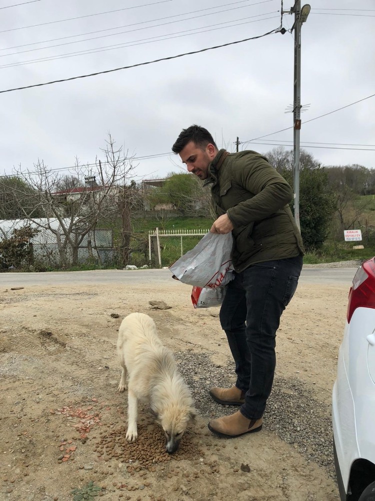 Sinop’ta sokak hayvanları aç kalmıyor 