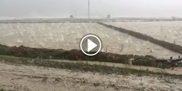 O ilimizde taş gibi yağan dolu tarlaları bu hale getirdi