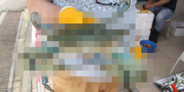 Sinop'ta yakalanan dev mavi yengeci görenler gözlerine inanamadı!