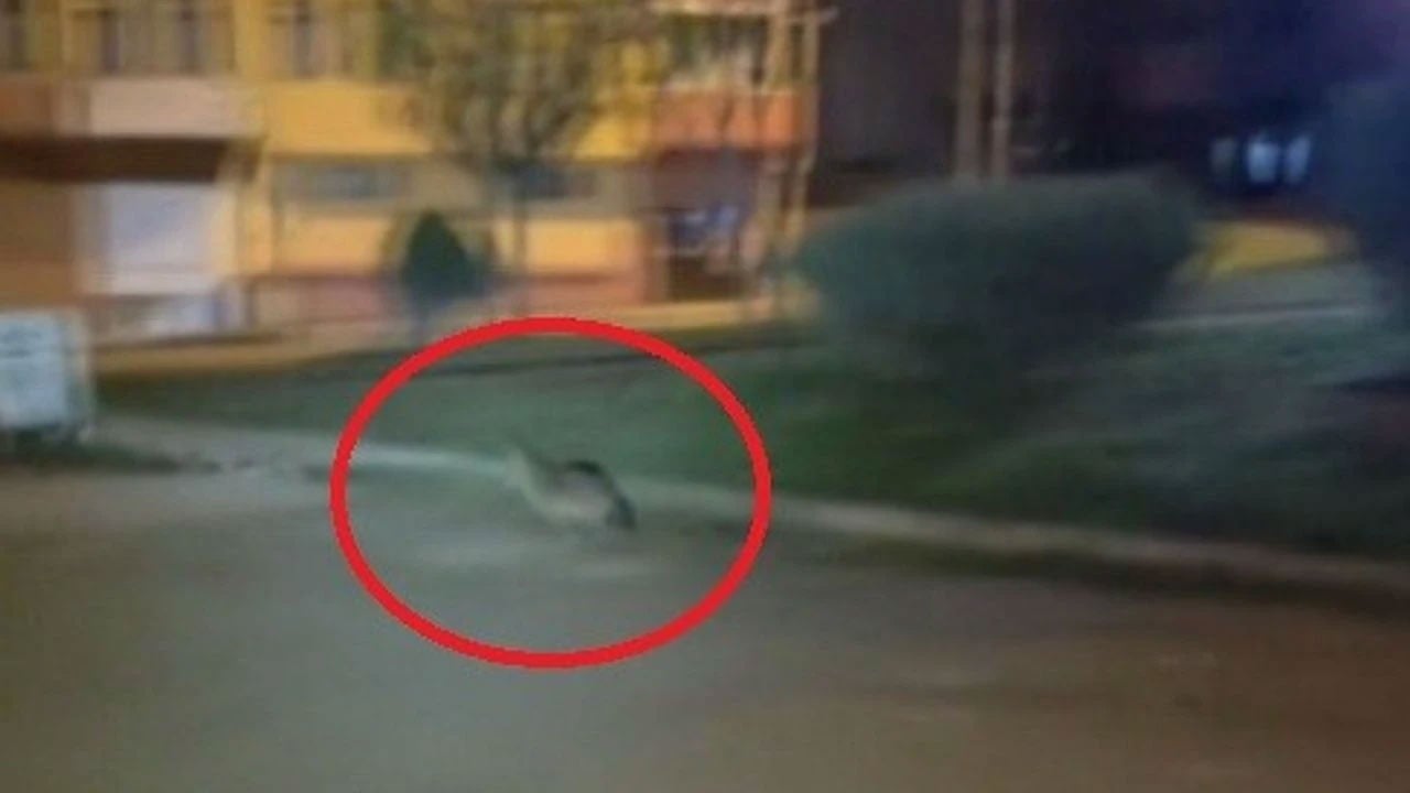 Sinop’ta yiyecek arayan çakal şehir merkezinde görüntülendi