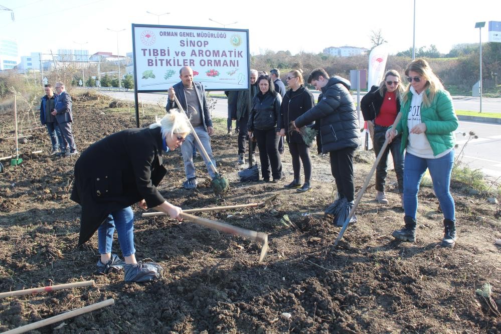 Sinop’ta yol kenarına meyve fidanları dikildi