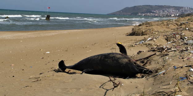 Sinop'taki yunus ölümlerinin sebebi belli oldu
