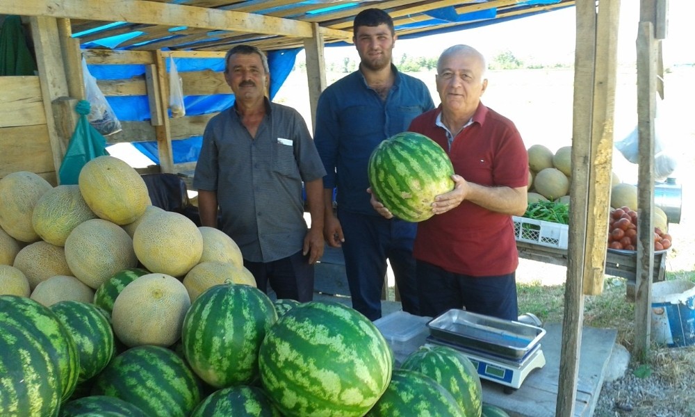 Sinop’un yerli karpuzları çıktı 