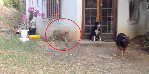 Sinsice yaklaşan yavru aslan köpeği fena korkuttu!