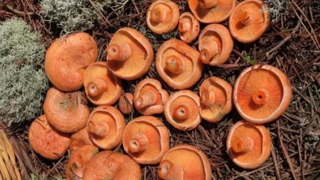 Sinsice zehirliyor! Onlarca kişiyi hastanelik etti