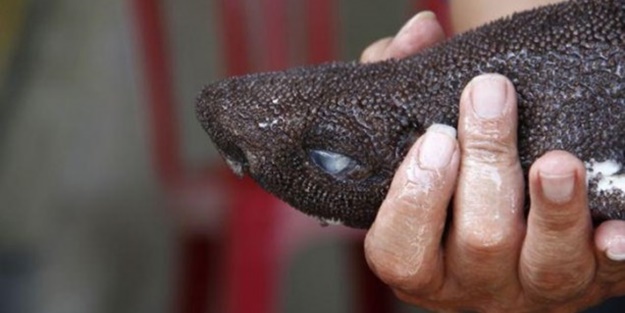 Sıra dışı balık görenleri şaşkına çevirdi!