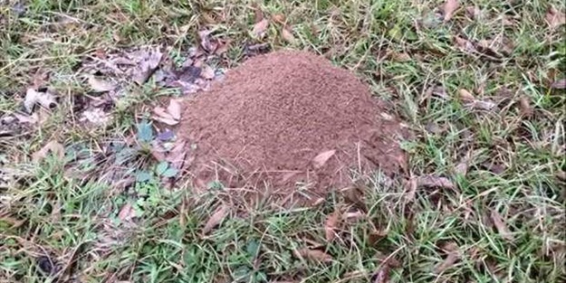 Sıra dışı bir deneye imza attılar!