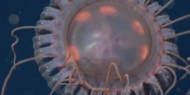 Sıra dışı bir denizanası türü bilim dünyasını heyecanlandırdı