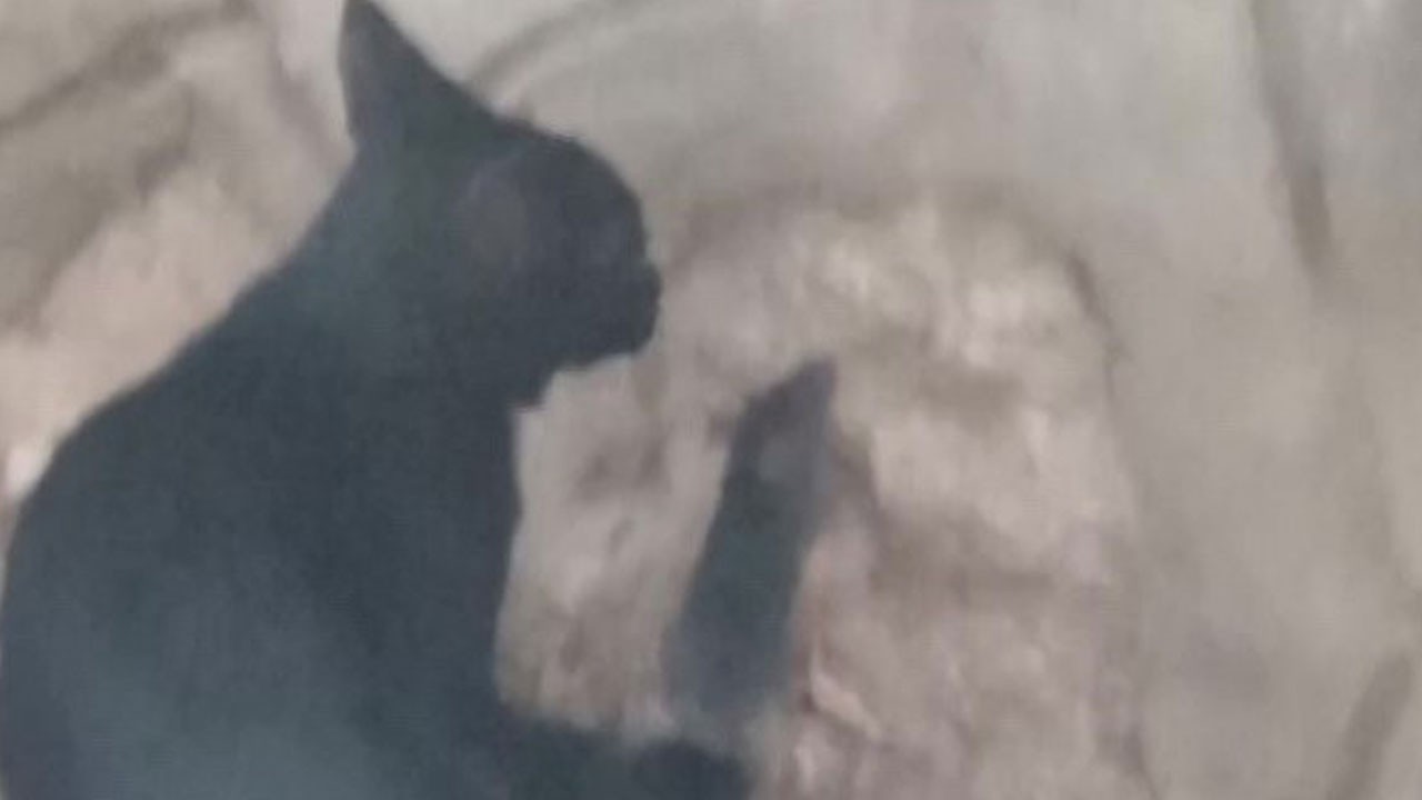 Sıra dışı dostluk! Kedi fareyi böyle korudu