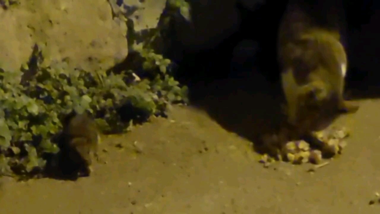 Sıra dışı dostluk: Kedi ve fare yan yana yemek yedi