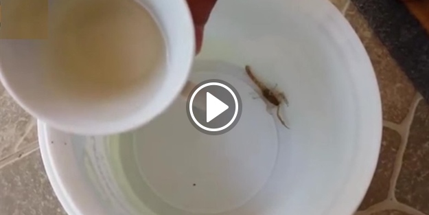 Sirkeye dokunan akrep bakın ne yaptı!