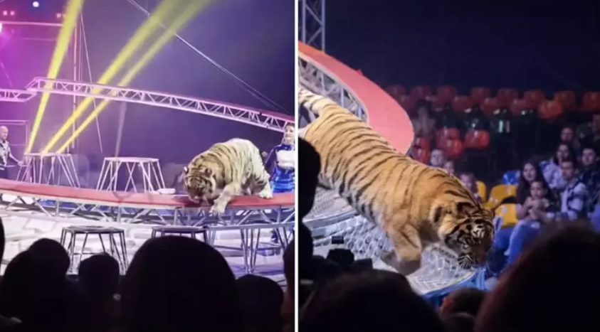 Sirkte ölümle burun buruna! Bariyer çöktü, dev kaplan seyircilerin arasına daldı