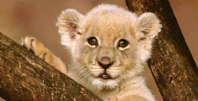 Şırnak'ın Cizre ilçesinde araçta aslan yavrusu bulundu