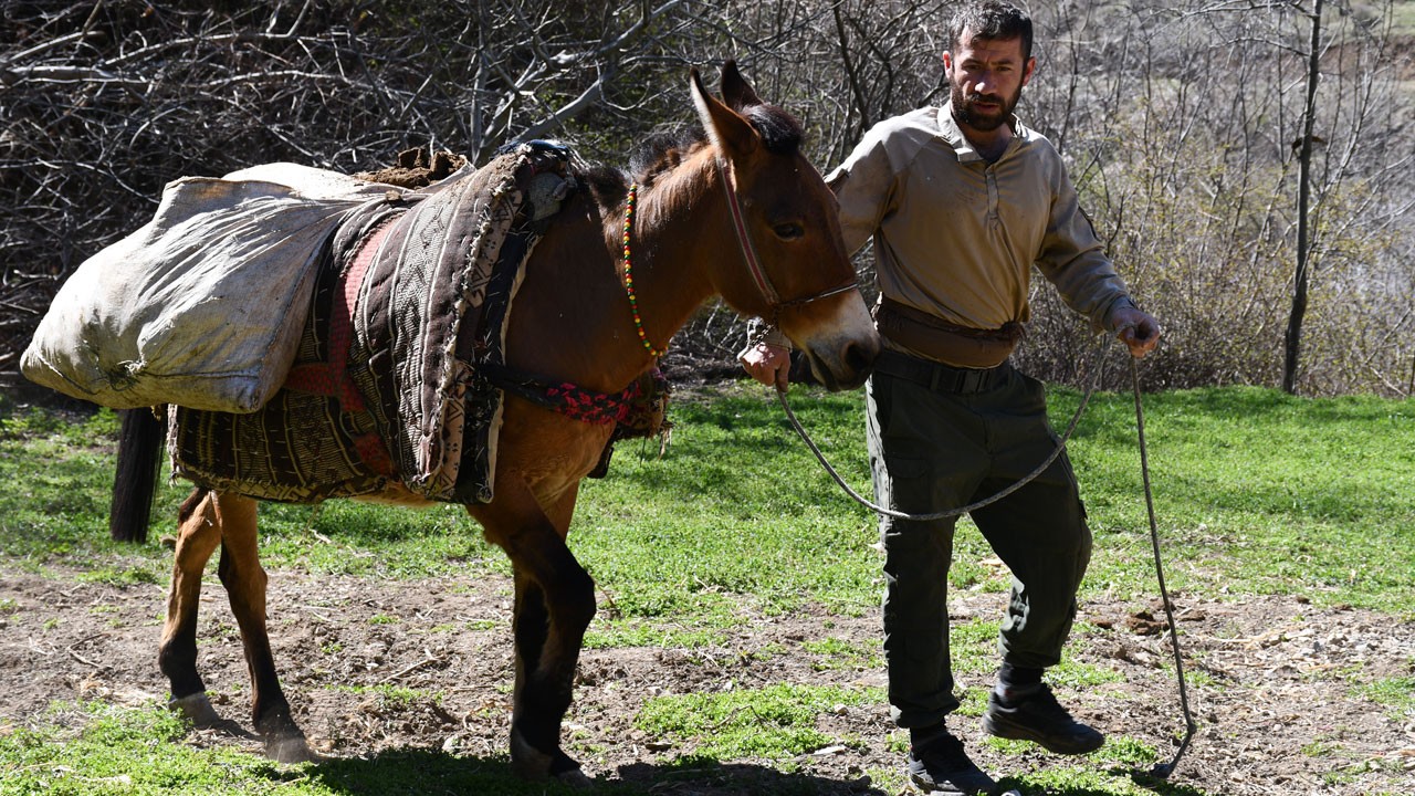 Şırnak’ta baharın yükü atlara düştü