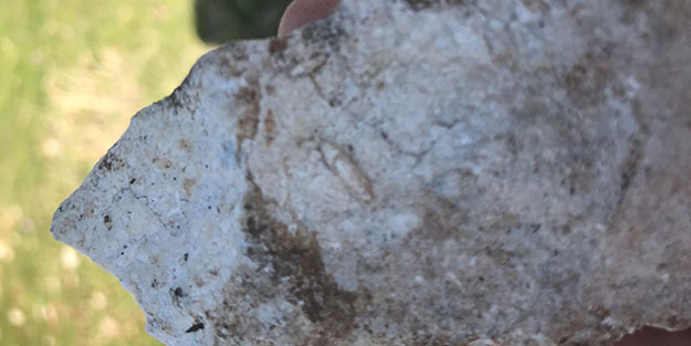 Şırnak'ta bulunan 12 milyon yıllık fosil, bölgede denizin varlığını kanıtladı