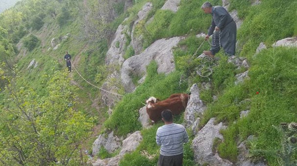 Şırnak'ta inek sürüsü kayalar parçalanarak kurtarıldı