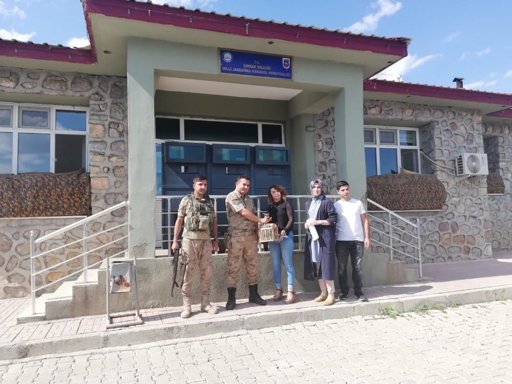 Şırnak’ta kaçak avlanıldığı tespit edilen kınalı keklik ele geçirildi 