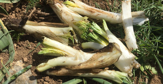 Şırnak'ta kansere iyi geldiği söylenen pancar için kilometrelerce yol gidiyorlar