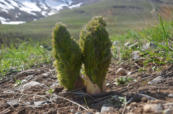 Şırnak'ta mesai başladı!