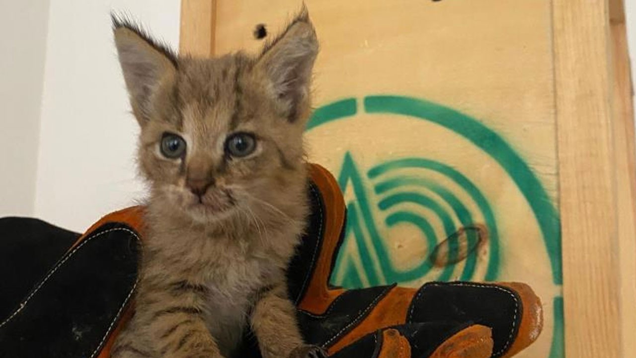 Şırnak’ta nadir görülen hayvan bulundu