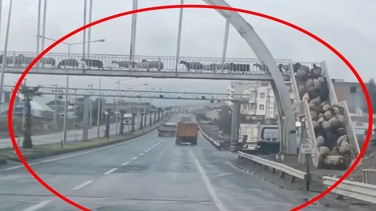 Şırnak’ta sıradışı manzara! Üst geçitten karşıya geçenler şaşırttı