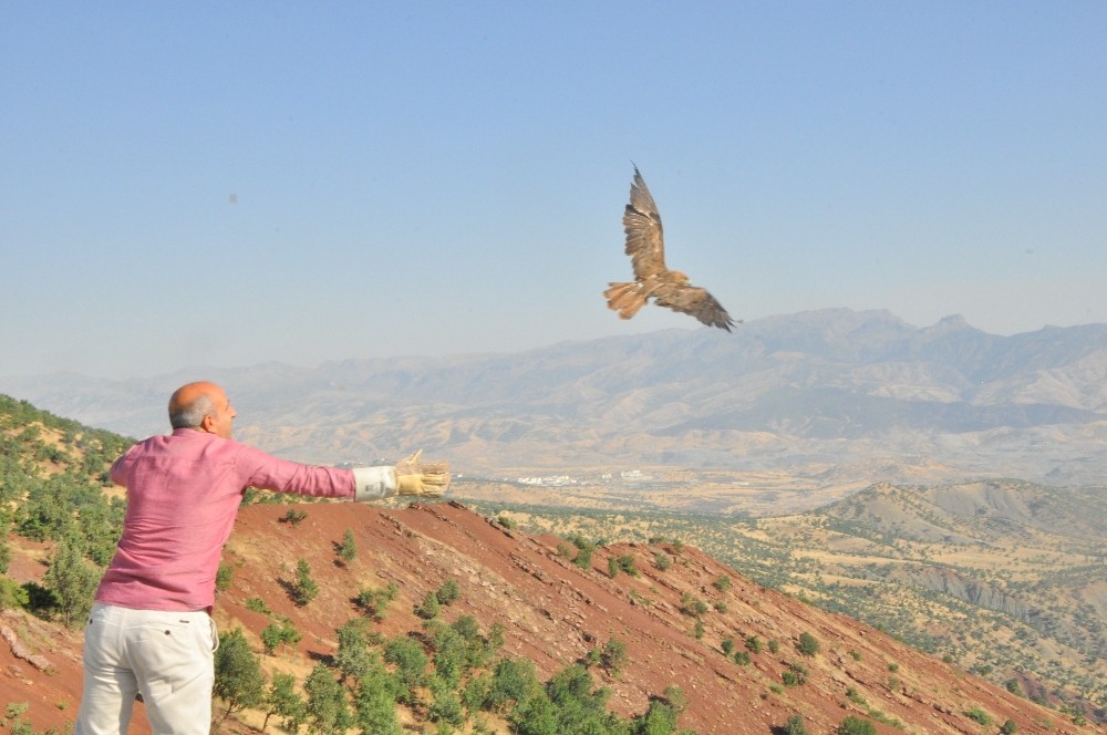 Şırnak’ta tedavi edilen şahinler doğaya bırakıldı 