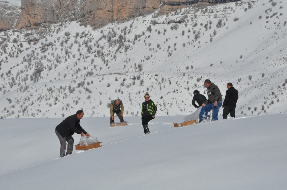 Şırnak’ta yaban hayvanları için doğaya yem bırakıldı 