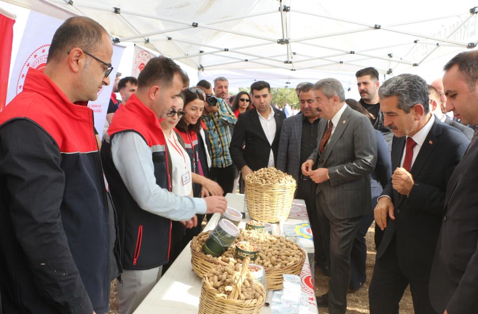 Şırnak'ta yer fıstığı rekoltesi