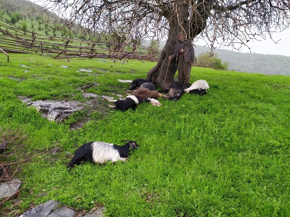 Şırnak’ta yıldırımın düşmesi sonucu 10 keçi telef oldu 