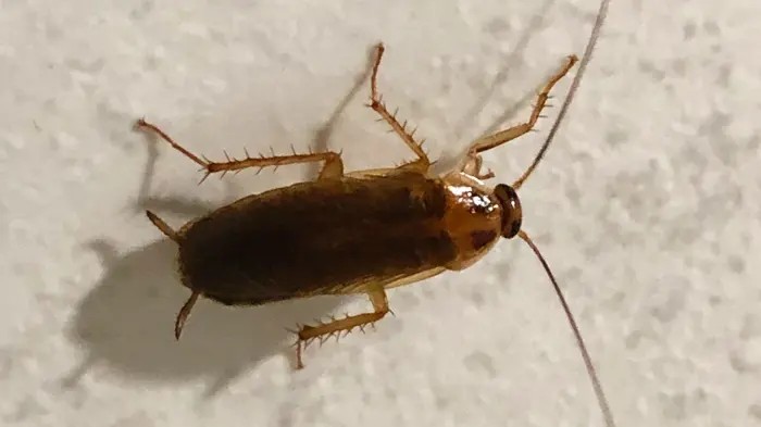 Sırrı ortaya çıktı! Hamamböcekleri kaçacak delik arayacak