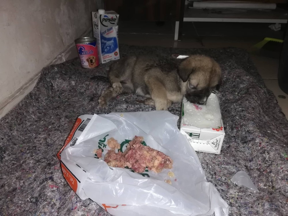 Sırtı yanan ve açlıktan bitkin düşen yavru köpeğe yardım eli 
