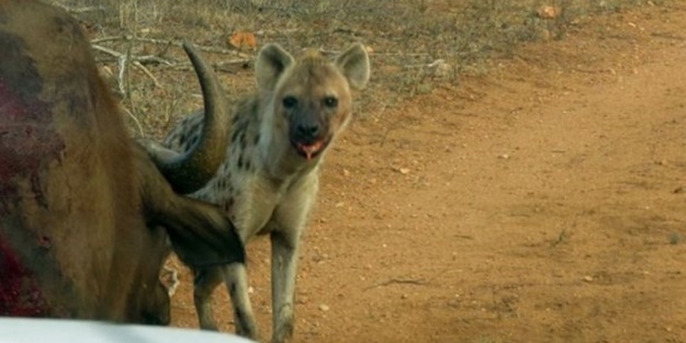 Sırtlandan başarılı av taktiği! - FOTO