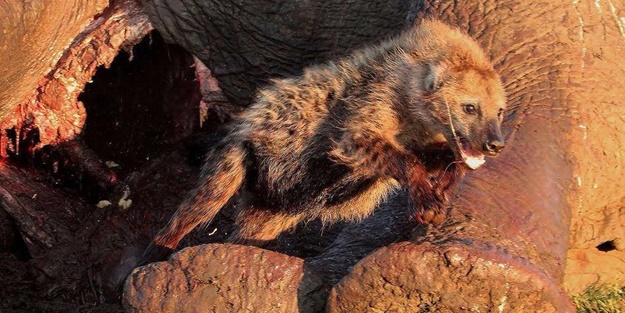 Sırtlandan inanılmaz taktik!