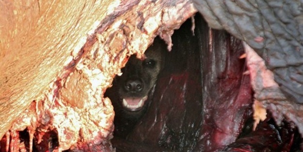 Sırtlandan sıra dışı hareket!