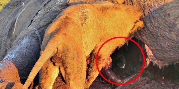 Sırtlandan sıra dışı kaçış taktiği!