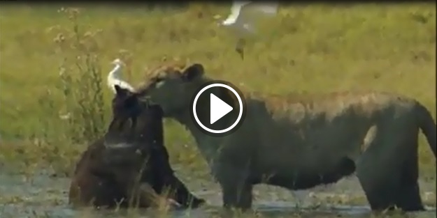 Sırtlanlarla Aslanların av için kapışması