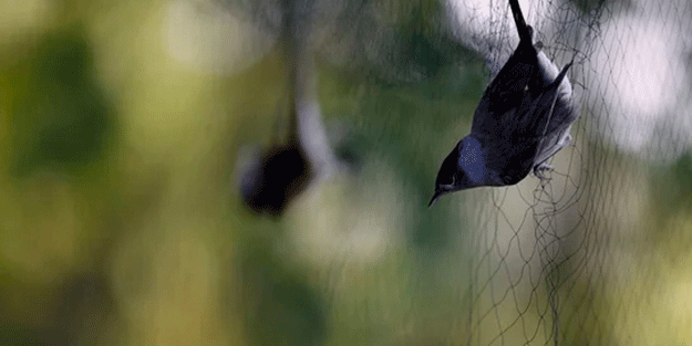 Sis ağlarını göremediler! 3 bin 500 adedi yakalandı