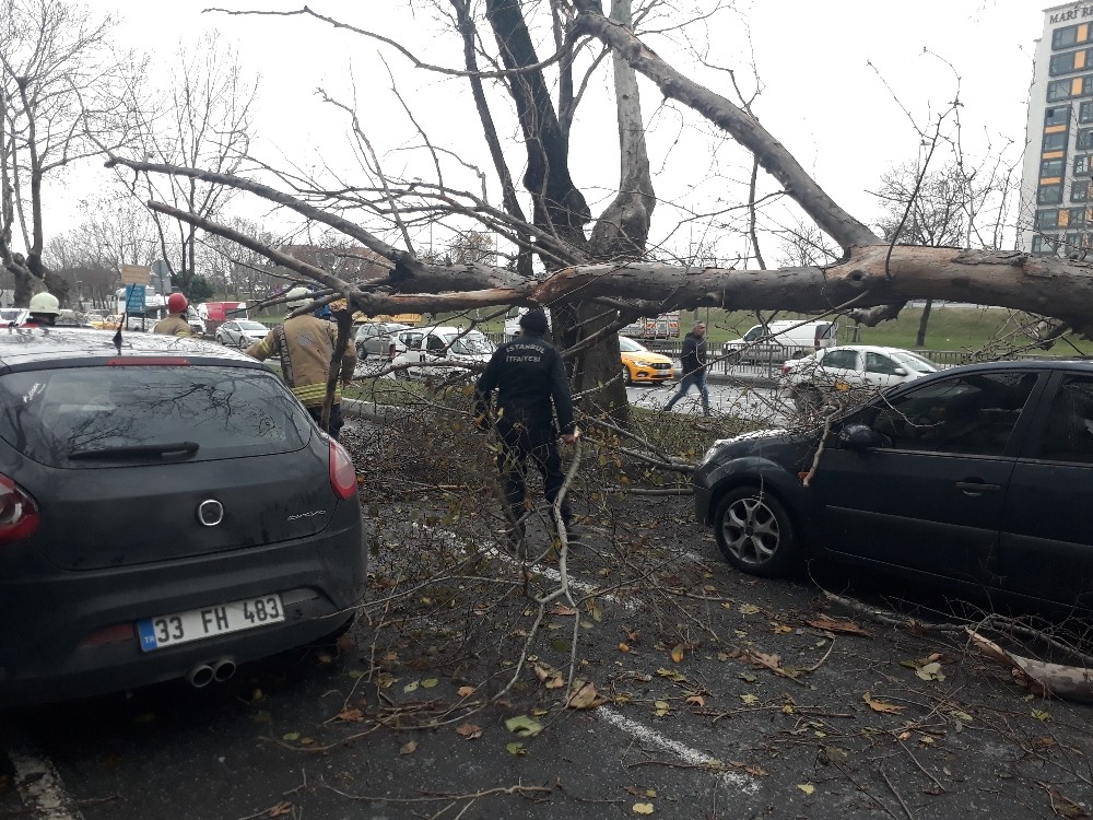 Şişli’de çınar ağacı 4 aracın üzerine böyle devrildi 