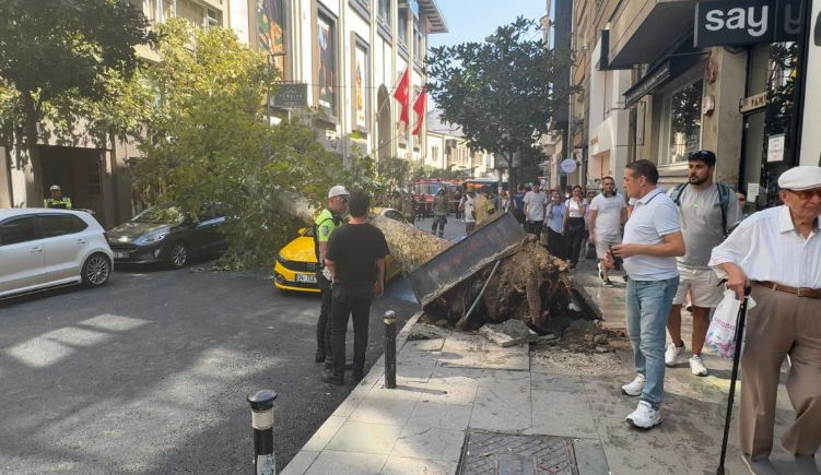 Şişli’de korkutan anlar: Koca ağaç iki otomobilin üzerine devrildi